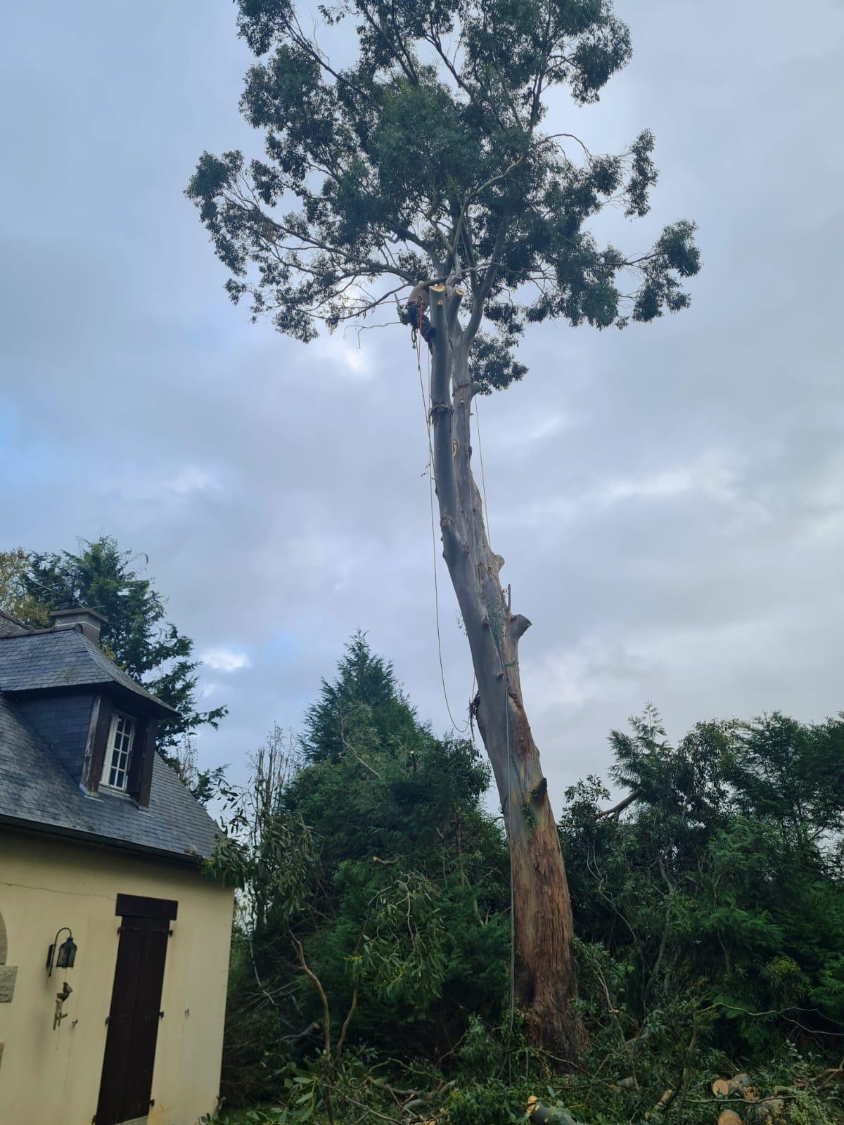 Intervention professionnelle à Savenay