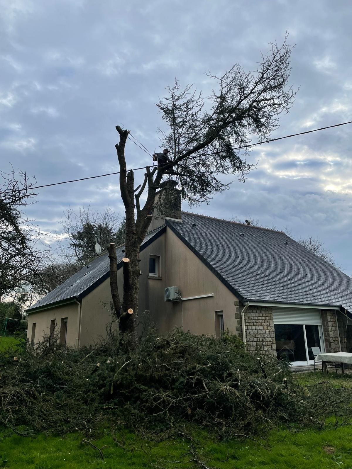 Abattage et démontage